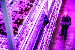 Green Sense Farms leads vertical innovation