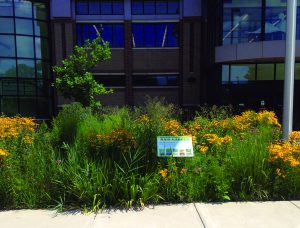 Rain garden in Merrillville