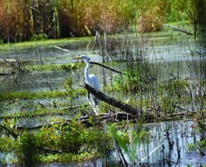 Westchester Migratory Bird Sanctuary