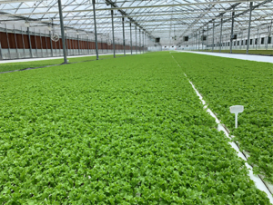 The inside of one of Eden Valley Farms’ greenhouses shows a sea of fresh green lettuce in Francisville. Last year, it sold 500,000 pounds of lettuce.