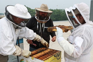 PNW bee hives